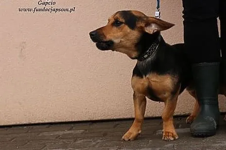 Gapcio - młody, jamnikowaty psiak,  mazowieckie No
