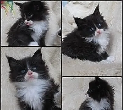 Kocurki Maine Coon