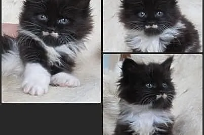 Kocurki Maine Coon