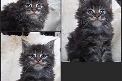 Kocurki Maine Coon