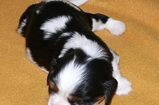 Rodowodowe szczęnieta cavalier : blenheim, tricolo