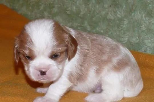 Rodowodowe szczęnieta cavalier : blenheim, tricolo