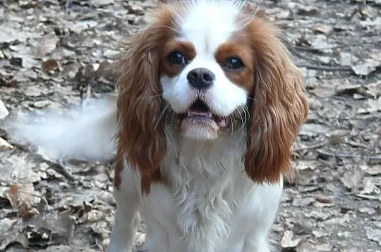 Rodowodowe szczęnieta cavalier : blenheim, tricolo