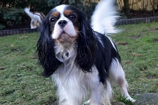 Rodowodowe szczęnieta cavalier : blenheim, tricolo