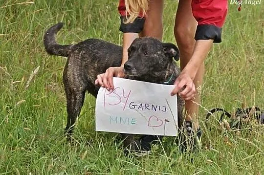 Śliczna, pręgowana suczka szuka domu