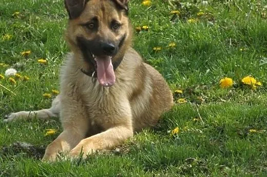 Reks - młody, wesoły psiak tęskni za człowiekiem..