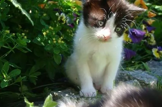 Mały Toroto do adopcji ;), mazowieckie Warszawa