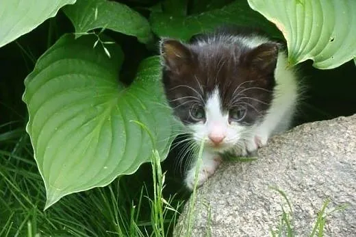 Mały Toroto do adopcji ;),  mazowieckie Warszawa