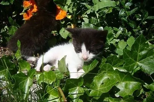 Mały Toroto do adopcji ;),  mazowieckie Warszawa