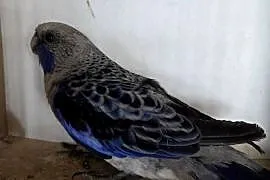 Rozelle