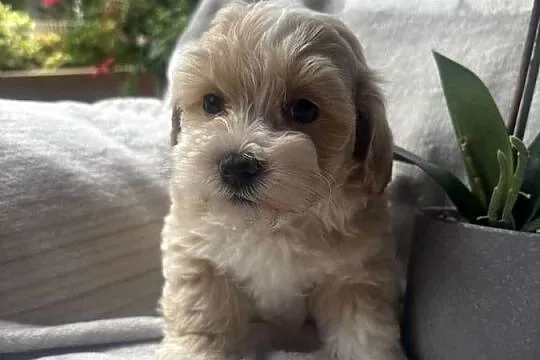 Maltipoo sunia F1