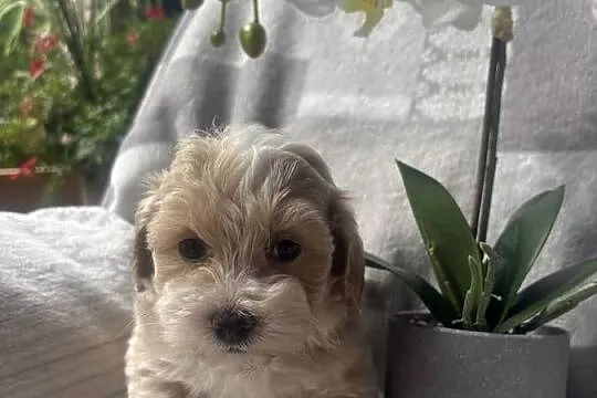 Maltipoo sunia F1, Śląskie, Częstochowa