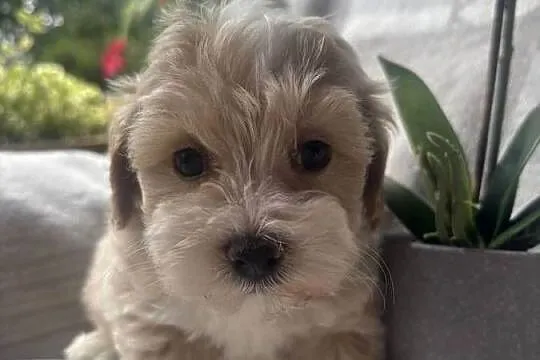 Maltipoo sunia F1, Śląskie, Częstochowa