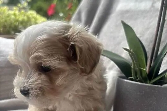 Maltipoo sunia F1, Śląskie, Częstochowa