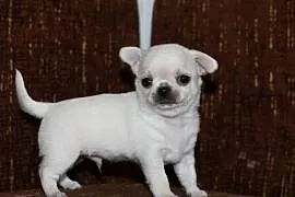 Chihuahua ZKwP FCI prawdziwy rodowód!