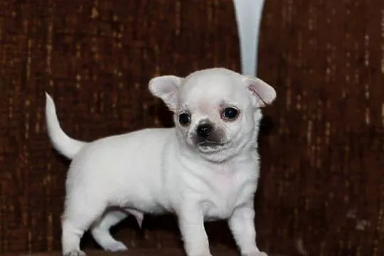 Chihuahua ZKwP FCI prawdziwy rodowód!, Zachodniopomorskie, Świnoujście