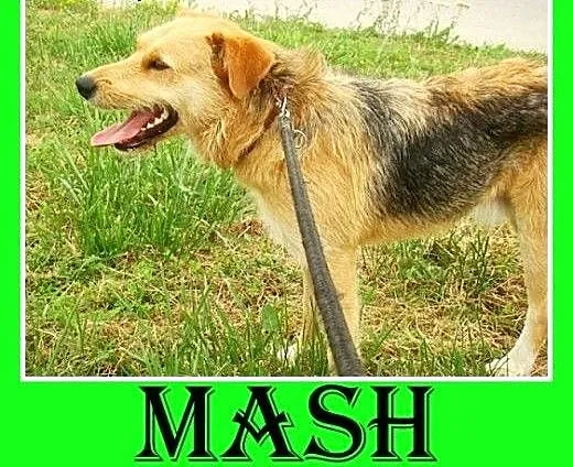 3 lata,terier mix,spokojny,łagodny pies MASH.Adopc