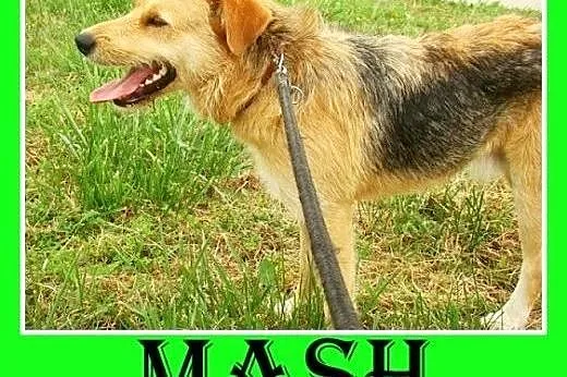 3 lata,terier mix,spokojny,łagodny pies MASH.Adopc