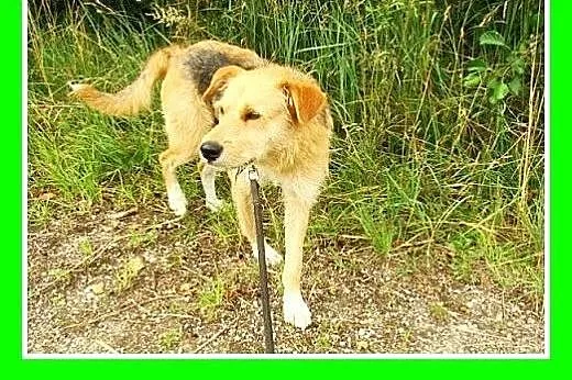 3 lata,terier mix,spokojny,łagodny pies MASH.Adopc