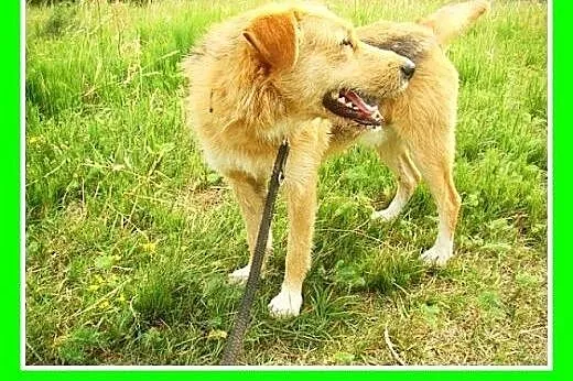 3 lata,terier mix,spokojny,łagodny pies MASH.Adopc