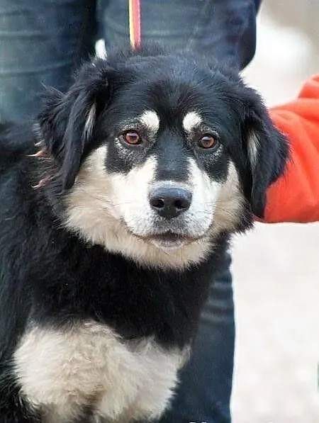 BURZA z Radys - duża, puchata suczka do adopcji