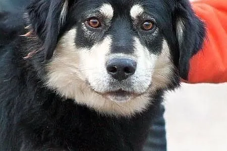 BURZA z Radys - duża, puchata suczka do adopcji