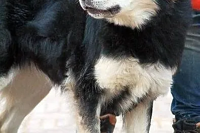 BURZA z Radys - duża, puchata suczka do adopcji