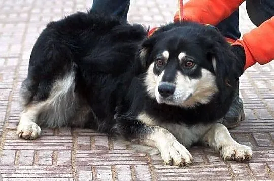 BURZA z Radys - duża, puchata suczka do adopcji