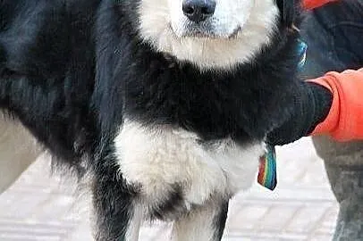 BURZA z Radys - duża, puchata suczka do adopcji