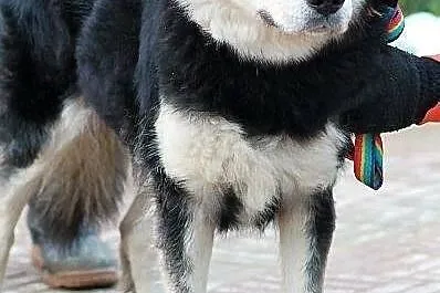 BURZA z Radys - duża, puchata suczka do adopcji