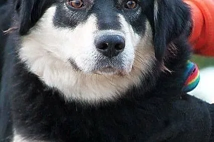 BURZA z Radys - duża, puchata suczka do adopcji