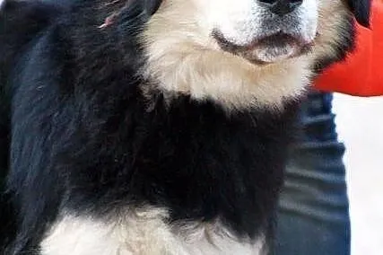 BURZA z Radys - duża, puchata suczka do adopcji