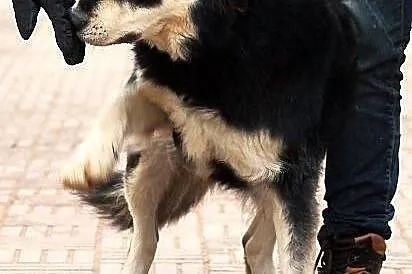 BURZA z Radys - duża, puchata suczka do adopcji