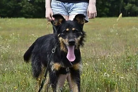 Scooby - wierny i niezwykle zakochany w człowieku 