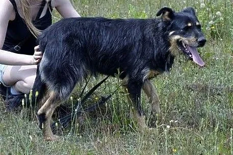 Scooby - wierny i niezwykle zakochany w człowieku 