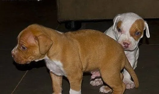 Amstaff Staffordshire Terrier welpen bereit!!., ś