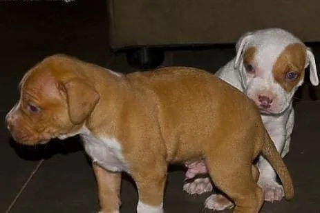 Amstaff Staffordshire Terrier welpen bereit!!.,  ś