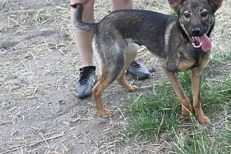 Fajna młodziutka sunieczka szuka domu.,  śląskie R