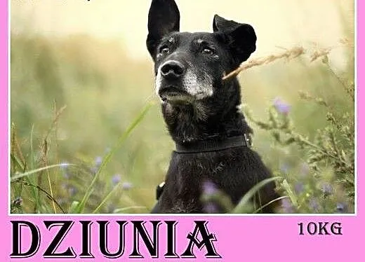 Jamnik mix,5 lat,łagodna,kontaktowa,wesoła suczka