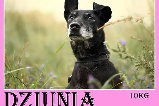 Jamnik mix,5 lat,łagodna,kontaktowa,wesoła suczka 