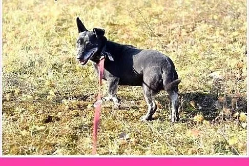 Jamnik mix,5 lat,łagodna,kontaktowa,wesoła suczka 