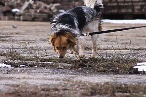 Cypisek szuka kochającego człowieka,  dolnośląskie