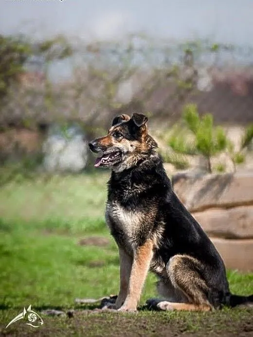 LEON