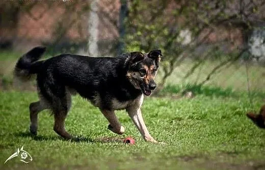 LEON