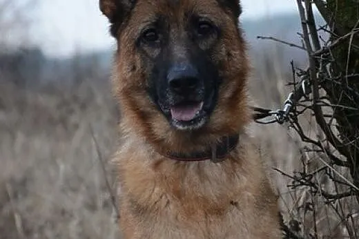 Roni, sunia ON, szuka odpowiedzialnego Człowieka,  mazowieckie Warszawa