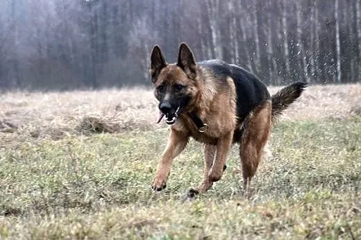 Roni, sunia ON, szuka odpowiedzialnego Człowieka, 