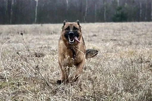 Roni, sunia ON, szuka odpowiedzialnego Człowieka, 