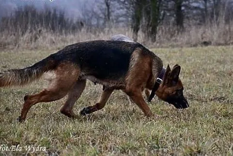 Roni, sunia ON, szuka odpowiedzialnego Człowieka, 