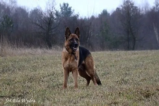 Roni, sunia ON, szuka odpowiedzialnego Człowieka, 