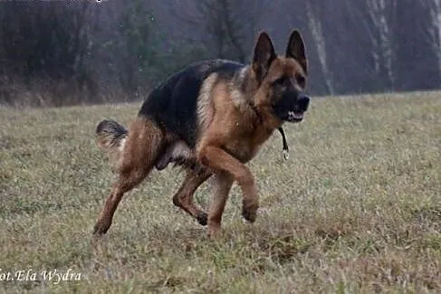 Roni, sunia ON, szuka odpowiedzialnego Człowieka, 